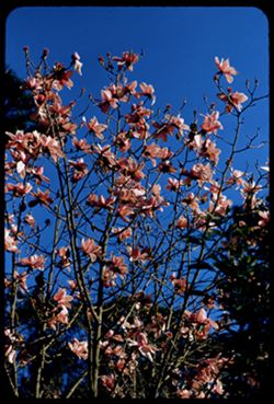Pink Magnolia in Japanese Tea Garden Golden Gate Park