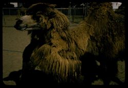 Mama Camel S.F. Zoo