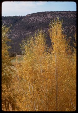 Fall colors along Colo. Hwy 62 near border of Ouray and San Miguel counties.