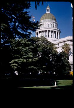 Capitol dome and deodars.  Sacramento, Calif.