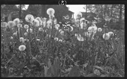 Dandelion blooms, on vacant lot near 1123 N. Tuxedo. May 8, 1910, 3 p.m.