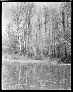 Graham's Creek and beech trees