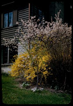 Plum blossoms and Forsythia at corner of Armstrong house, Hinsdale.