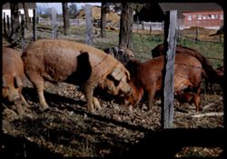 Boar, sows, pigs- Hoernig farm- N.W. Lake county- Indiana
