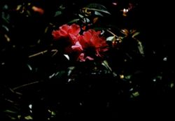 Camellia Reticulata (Net vein cmellia) of Chinese origin. Golden Gate Park Arb.