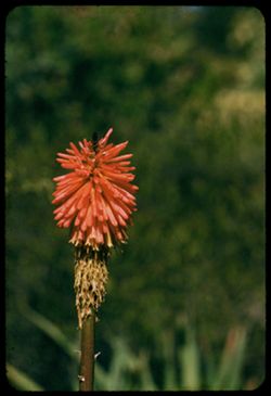 Red-hot poker Kniphofia Uraria from South Africa in Golden Gate Pk. arboretum