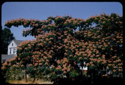 Silk tree (Asia) Albizzia Julibrissia Livingston, Calif. EK cl.