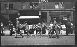 Zebras, Hagenback-Wallace circus, May 8, 1911, 10:10 a.m.