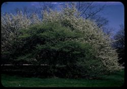 Hawthorns- in leaf + in blossom. Thorn Hill- Arb. W.