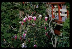 A magnolia Japanese Garden Golden Gate Park