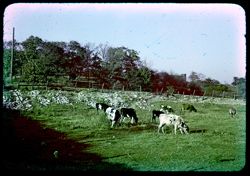 Cows grazing Keane Av. at 107 St.= SW of Chgo