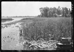 Lake study with pond lilies in foreground, boat at side