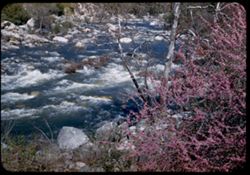 Red Bud blooms above the rapids of Kaweah river - along road up to Sequoia Nat'l Pk.