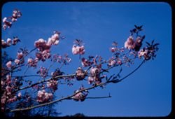 Double flowering Prunus - Golden Gate Park.