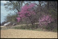 Red bud along banks of the Wabash. Grand chain, Posey County