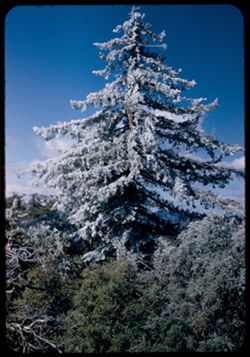 Ice-coated Pine resembles pagoda-top of Mt. Wilson