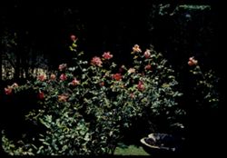 Rose Garden Patterson's San Leandro