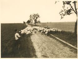 German farmboy and his sheep