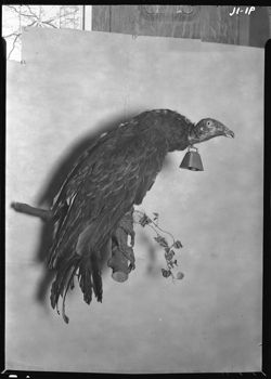 "Belled Buzzard" from Library