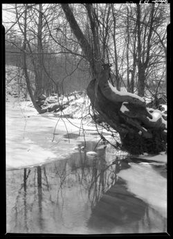 Owl creek near Louise Tomlinson's, large tree at side