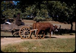 Yoked cattle draw negro's farm wagon Road near Eutaw, Ala.