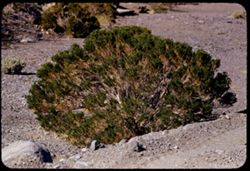 Desert bush along Furnace Ck. Wash Death Valley Nat'l Mon
