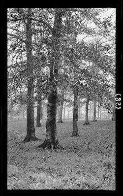 Beech trees, Brookside, Nov. 24, 1910, 3 p.m.