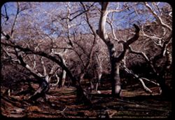 Sycamores in Pepper Sauce Canyon along road from Oracle to Mt. Lemmon-Arizona-