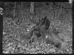 Moss on tree stump, Helmsburg road