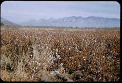 Cotton field near Tucson - with Santa Catalina Mtns. in distance.