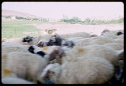 sheep along road to Damascus