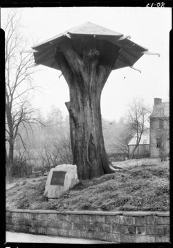 Covered stump of Constitution Elm, Corydon