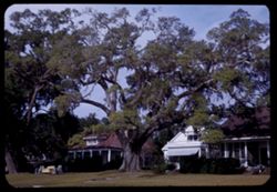 One of the great spreading trees on Gulf coast at Biloxi, Miss.