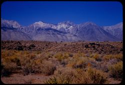 View west from US 6 - 395 10 miles south of Big Pine toward high Sierras. Inyo co. - California.