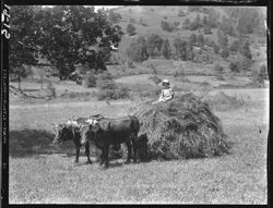 Series of shots in North Carolina, 1934--Mrs. Marmon, steers and cart, bootleggers, etc.