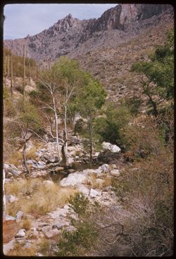 Sabino Canyon near Tucson, Ariz.