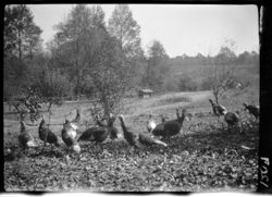 Group of turkeys at Axtell's, distant