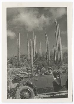 Item 0445. Various shots of Eisenstein, Tissé, Alexandrov and two unidentified men amid tall, single-stemmed cacti. Medium shot of same group in car.