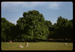 Summer aftenoon in Green Park London