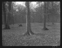 Trees in row, Schildmeier's woods