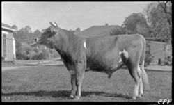 Bull at Hendrix place, Martinsville