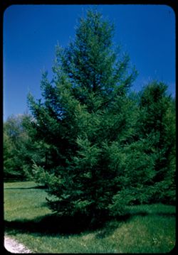 Young larch Arb. E.
