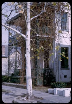 Sycamore, vines, and iron porches in Jackson St. near Eslava St. Mobile