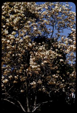 Japanese Magnolia at San Leandro