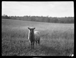 Lamb near Salt Creek