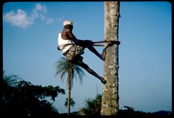 Climbing down the palm tree