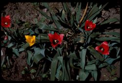 Tulips Naperville yard
