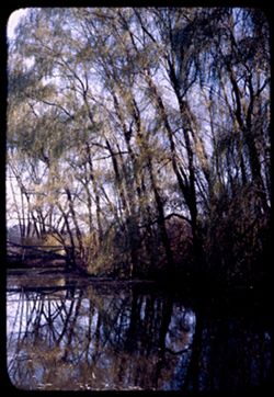 Du Page river Willows Arb.W.
