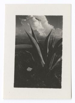 Item 0914. A large maguey plant.