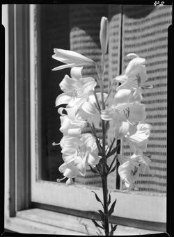 Madonna lilies (orig. negs)